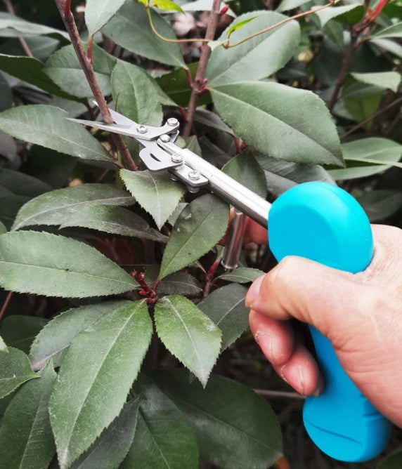 Discover the Perfect Gardening Companion: Mini Stainless Steel Pruning Shears